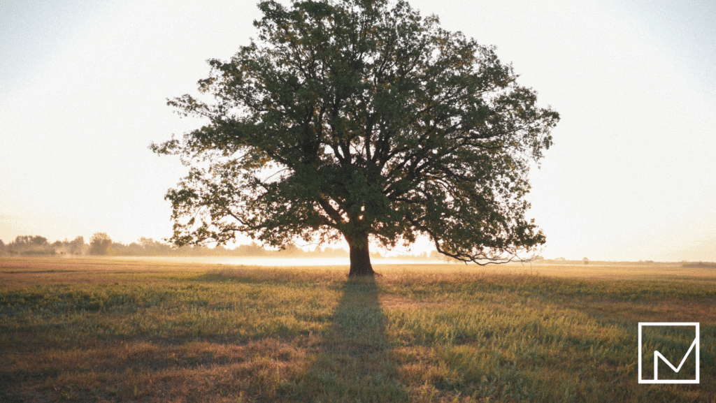 The Family Tree Strategy for Networking Success