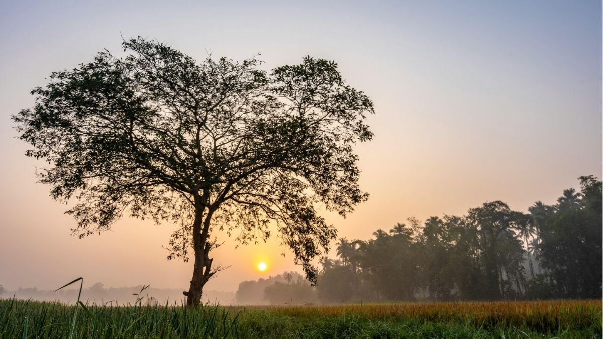 Tree with strong roots and branches at sunrise representing networking growth and building connections.